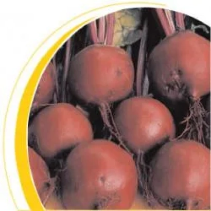 Свекольные корнеплоды сорта Бонел