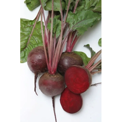 Свекольные корнеплоды сорта Бордо 237 с зелеными листьями на белом фоне