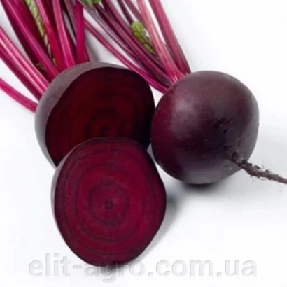 Beetroot roots of the Borde Kyivsky variety on a white background