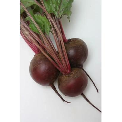 Свекла столова сорту Бордо - Бордо однонасіннєва