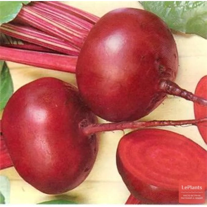 Свекольные корнеплоды сорта БОРДОВАЯ ВНИИО на светлом фоне