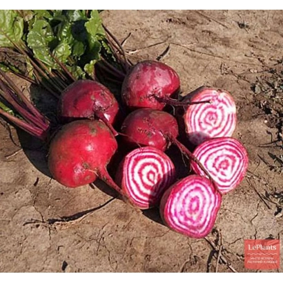 Свекольные корнеплоды с листьями на земле, один разрезан для демонстрации внутренней структуры - БОРЩЕВАЯ ДОНА