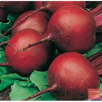 Свекольные корнеплоды сорта Браво на зеленой листве