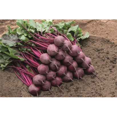 Свекольные корнеплоды сорта Бреско на земле