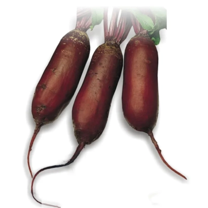 Три свеклы сорта Цилиндра на белом фоне