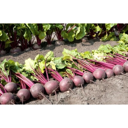 Свекольные корнеплоды Детройт ББ в поле