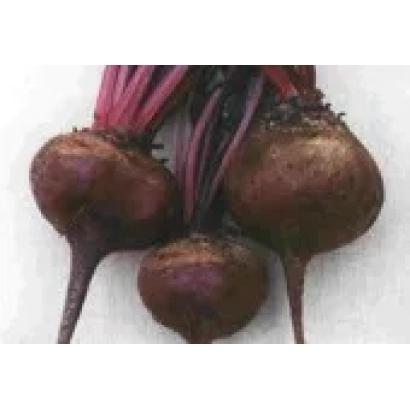 Свекольные корнеплоды с ботвой на белом фоне - Дий