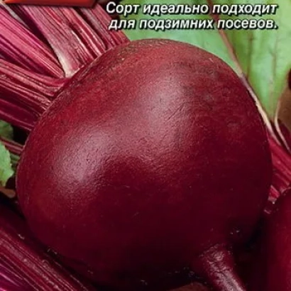 Крупный красный корнеплод свеклы сорта, подходящий для подземных посевов - ДЖИПСИ КВИН