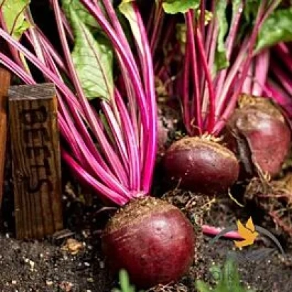 Свекла на земле с деревянной табличкой BEETS - Гарольд