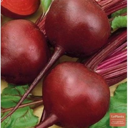 Свекольные корнеплоды сорта Хавская на фоне зелени