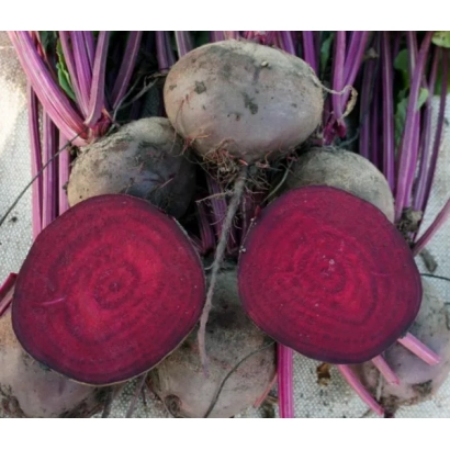 Beetroot root vegetables with sliced specimens showing bright red flesh - BEET F1