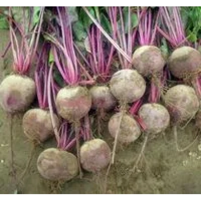 Свекольные корнеплоды с ботвой на земле - Комаро F1