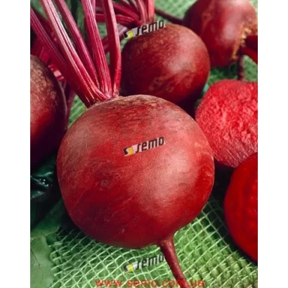 Beetroot roots of the Red Kulata variety on a green mesh
