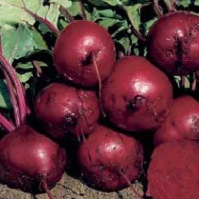 Beetroot crop of variety Larka RZ F1 on soil
