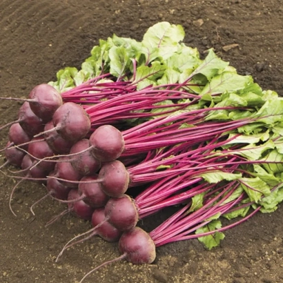 Beetroot roots with tops on soil - Manolo