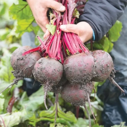 Свекольные корнеплоды Манзу в руках на фоне зелени