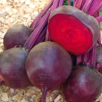 Свекольные корнеплоды с ботвой на фоне соломы - МОНДОРО