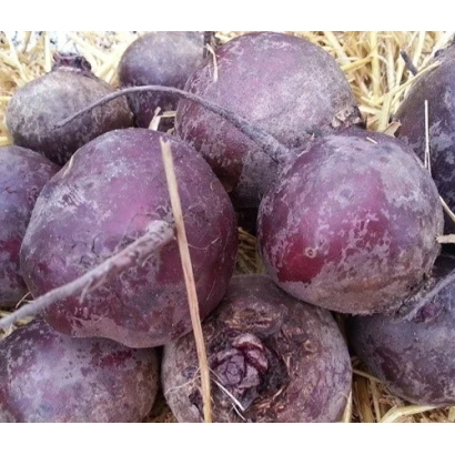 Beetroot vegetables on straw - MONOPOLY MODELLA