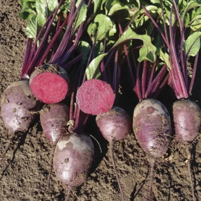 Beetroot roots with foliage on soil - Monty