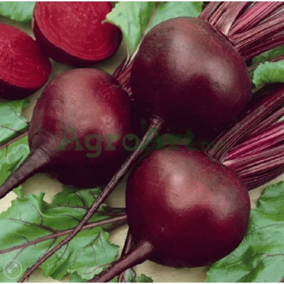 Beetroot roots of the Moren variety on a green background