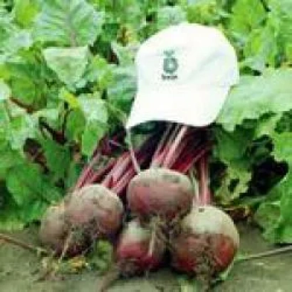 Світові коренеплоди сорту Red Cloud F1 на грядці з білою кепкою - Ред Клауд F1
