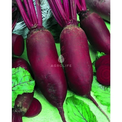 Свекла столовая сорта Ренова на зеленом фоне