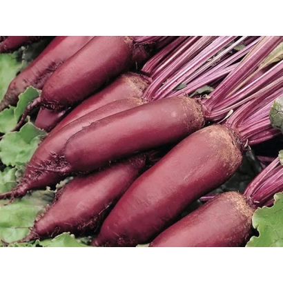 Beetroot variety Royal Celindra F1