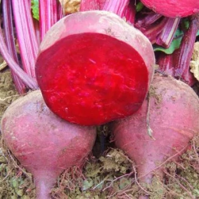 Beetroot root vegetables with bright red cut surface and green tops on soil - Ruby Boy