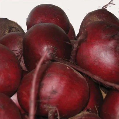 Свекольные корнеплоды сорта Шот Топ