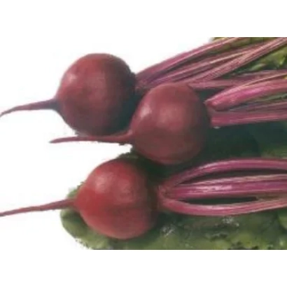 Свекла столова сорту СОЛО F1