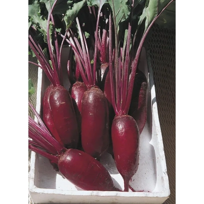 TATUM beets arranged in a white tray
