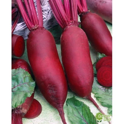 Свекольные корнеплоды сорта Торпедо с зелеными листьями