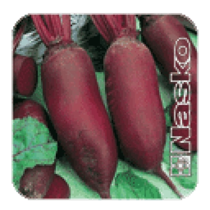 Torpedo Beet Nasko