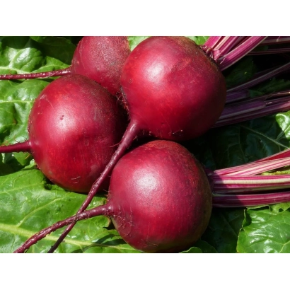 Свекольные корнеплоды сорта УСПЕХ на зелёных листьях
