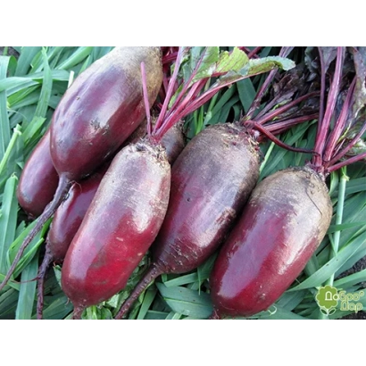 Свекольные корнеплоды на зеленой траве - Витал