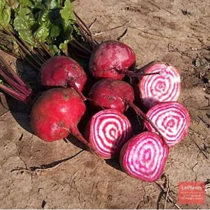 Свекольные корнеплоды с листьями на земле, один разрезан для демонстрации внутренней структуры - ВОРРИО