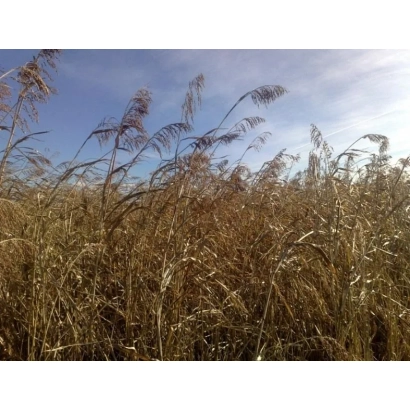 Field of Sudan grass against a blue sky - ALLEGORIA