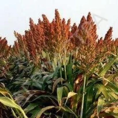 Field of Sudan grass with tall stalks and reddish-brown panicles against the sky - Anastasia