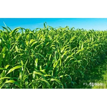 Поле Суданської трави БРОДСЬКА 2 на фоні блакитного неба