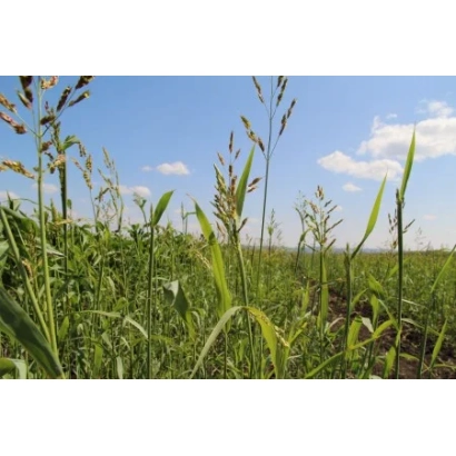 Поле Суданской травы на фоне голубого неба - Дёмская