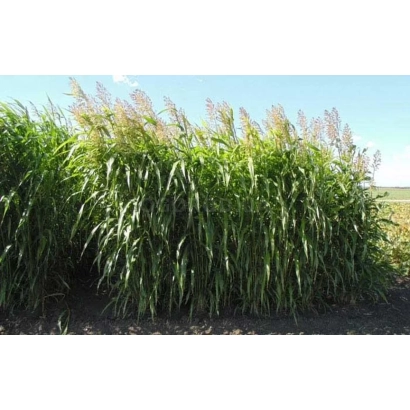 Sudan grass plant in an open field - FIOLETA