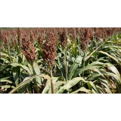 Поле Суданской травы (Sorghum bicolor) в цвету - ГРАЦИЯ