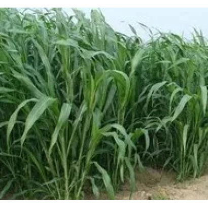 Tall green Sudan grass bush in a field - KINEL 100