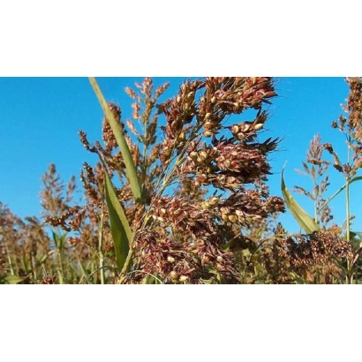 Сухоцвіття Суданської трави на тлі блакитного неба - КОНСТАНЦІЯ