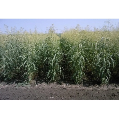 Поле з рослиною Суданська трава - МРІЯ ПОВОЛЖЯ