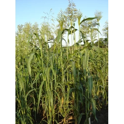 Field of Sudan grass against sky - PRIALEYSKAYA