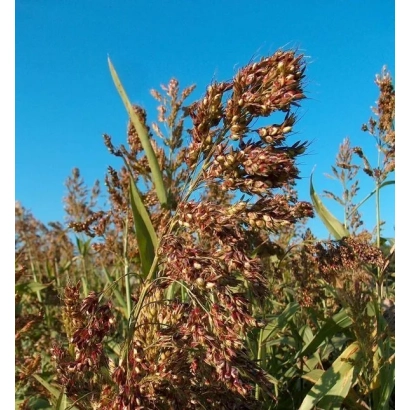 Sorghum against a blue sky