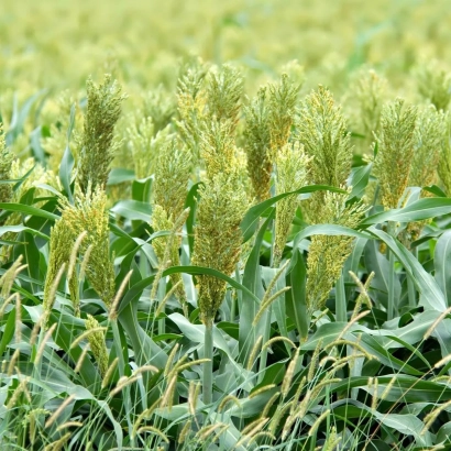 Поле Суданской травы - Ташебинская