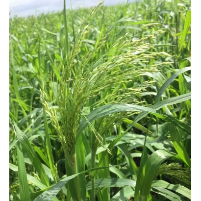 Field of Jubileina 20 Sudan Grass - JUBILEYNOY 20