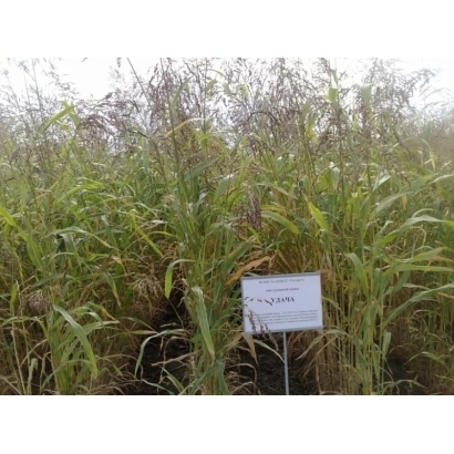 Регістраційна табличка з назвою сорту Удача на фоні суданської трави